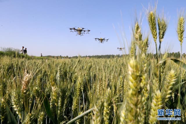 青岛即墨:丰收在望田管忙