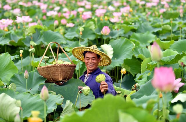 江西广昌：莲为媒 促产业 助增收