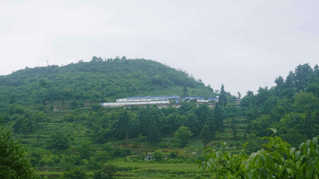 贵州普安探索天麻无土栽培:不用泥土的"金疙瘩"如何种出来?