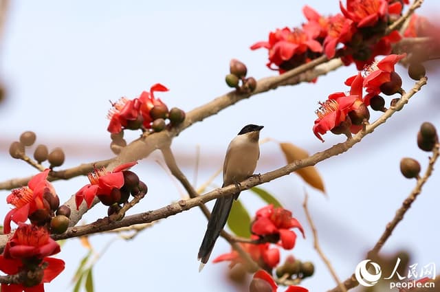 厦门:木棉花开红似火 百鸟鸣春闹枝头