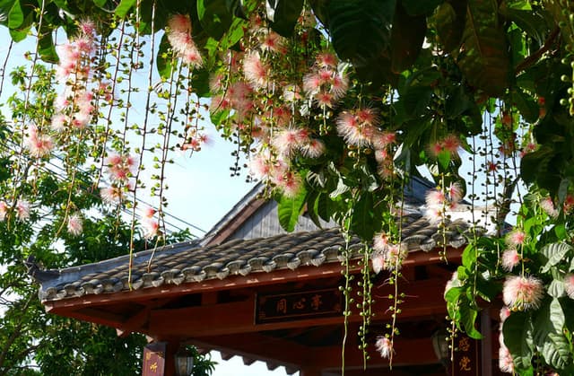 海南儋州:玉蕊花开 如诗如画