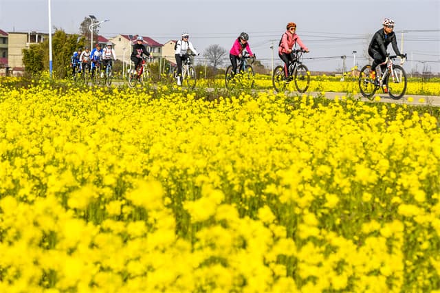 江西樟树:油菜花开春意浓 乡村旅游热起来