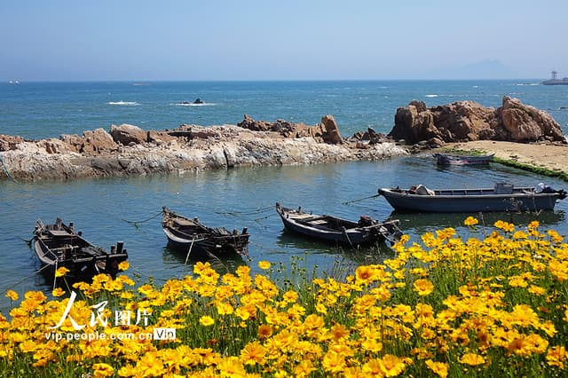 山东青岛:金鸡菊盛放扮靓海滨