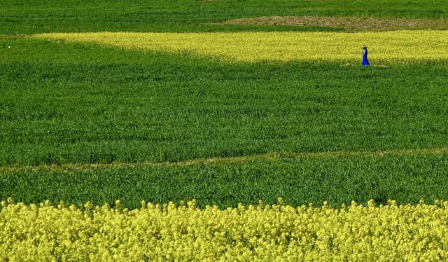 拉萨达孜:油菜花竞相绽放