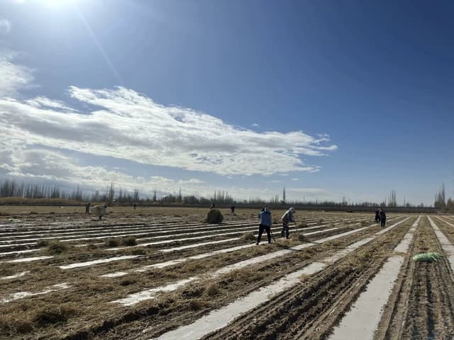 新疆兵团风前劳作忙,棉田盖上“稻草被”